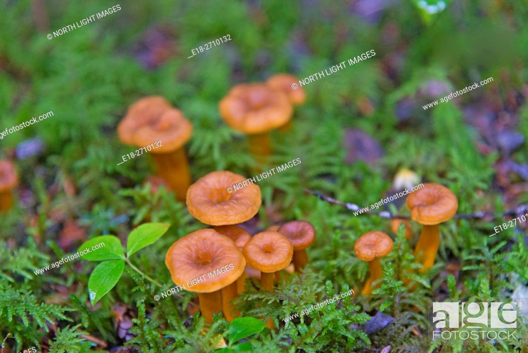 Wild Mushrooms Canada - All Mushroom Info