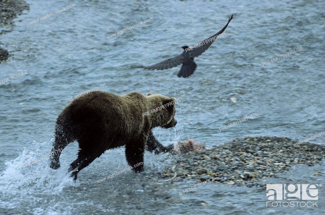 Stock Photo: Grizzly Bear, Ursus arctos horribilis.