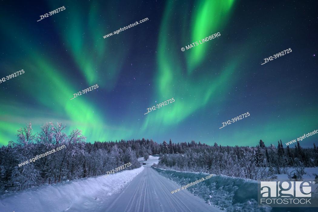 Imagen: Northern light, aurora borealis in winter with snow, colorful with green and purple, among trees and a road in the forest, Gällivare, Swedish Lapland, Sweden.