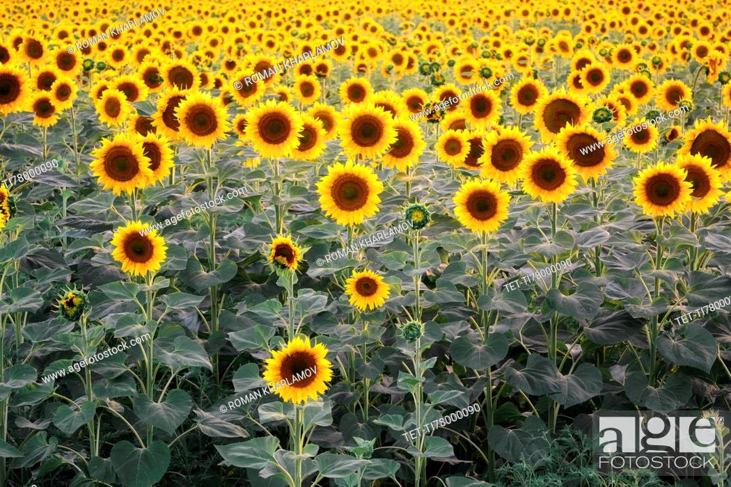 Imagen: Sunflower field.