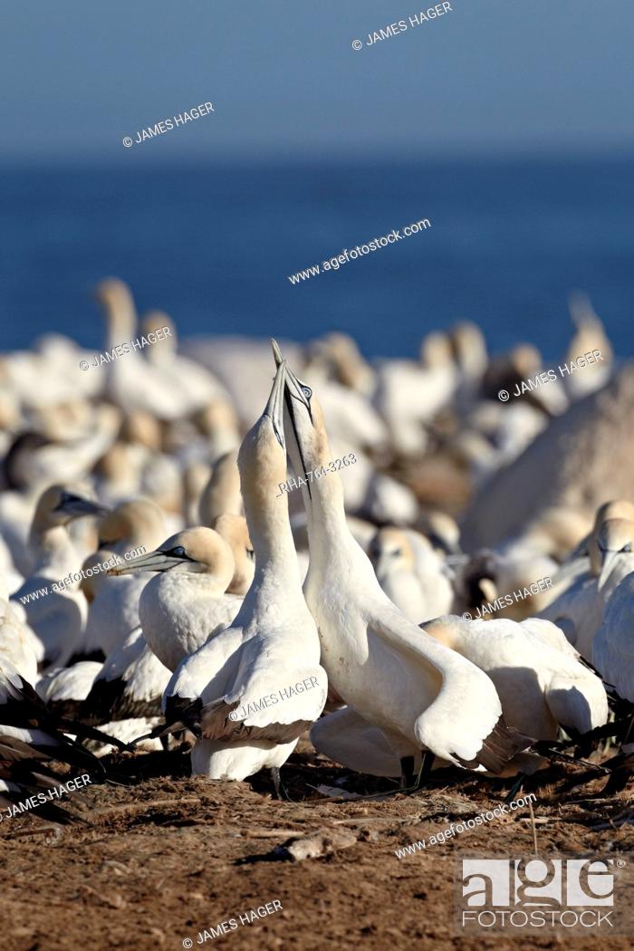 Stock Photo: Two Cape gannets Morus capensis necking, Bird Island, Lambert's Bay, South Africa, Africa.
