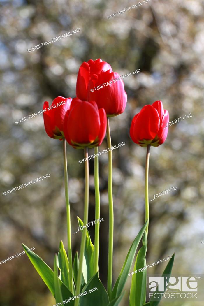 Stock Photo: Spring flowers, tulips in early spring are a wonderful garden delight.