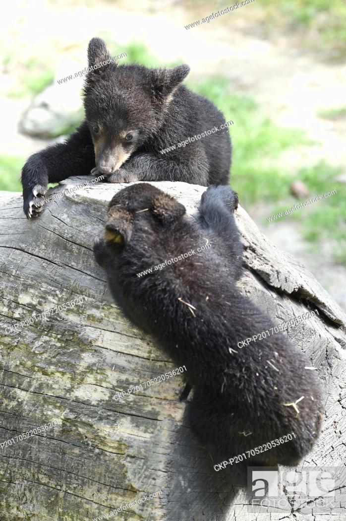 Stock Photo: Two cubs of American black bear (Ursus americanus) enjoy fresh air in their enclosure in zoo Olomouc, Czech Republic, may 22, 2017.