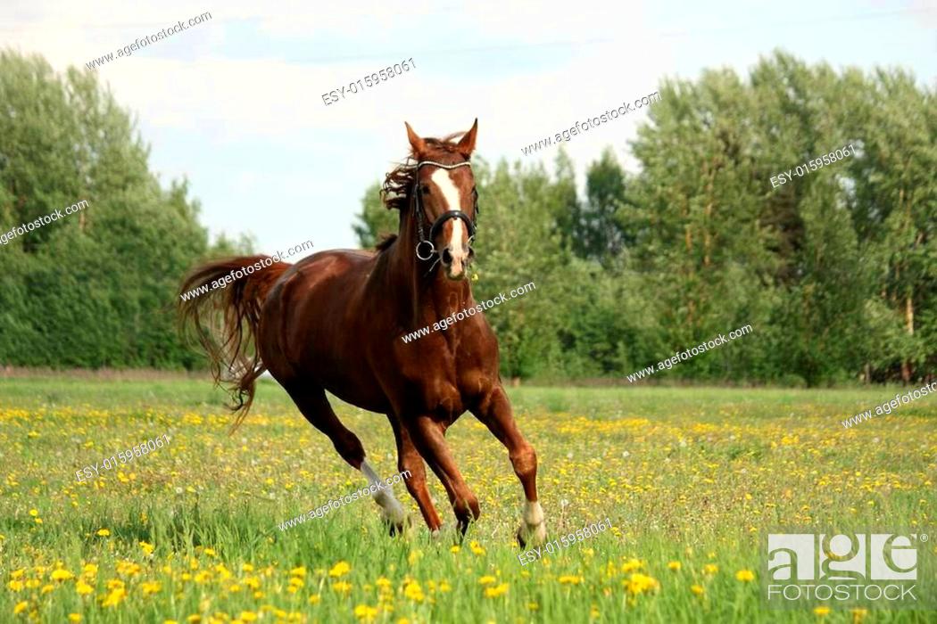 Stock Photo: Chestnut beautiful horse galloping at the blooming meadow.