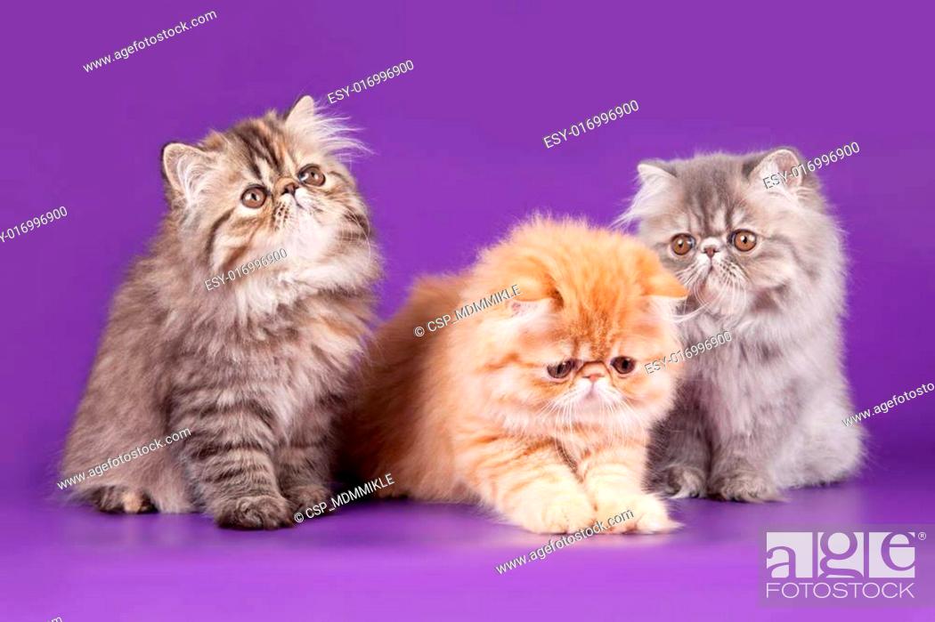Persian com www kitty stwww.surfermag.com