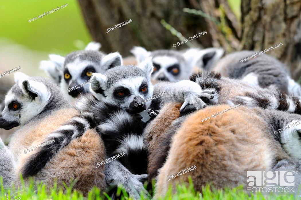 Stock Photo: ring-tailed lemur Lemur catta, group lying in meadow.