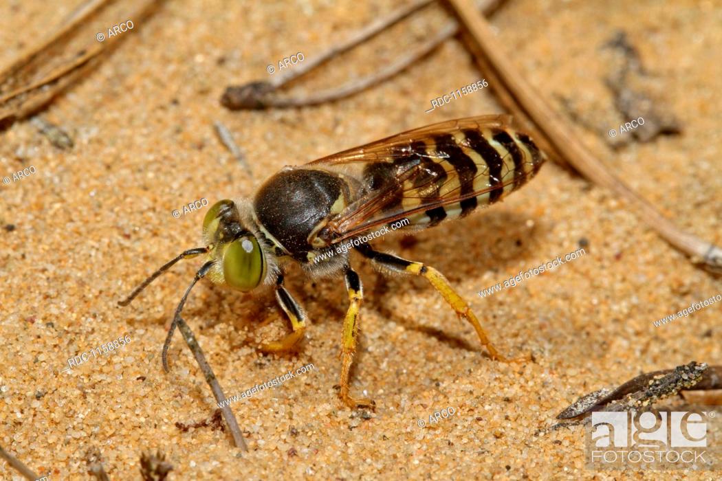 Photo de stock: sand wasp, Bembix rostrata.
