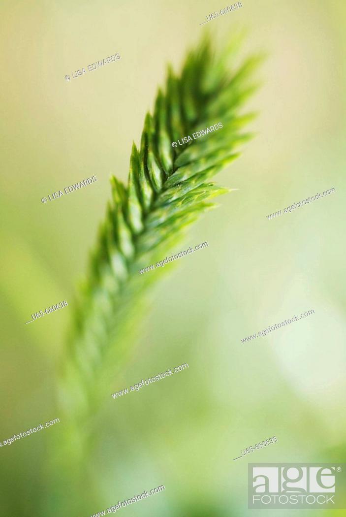 Stock Photo: Green, grass, Palmer Park, Colorado Springs, CO, USA.