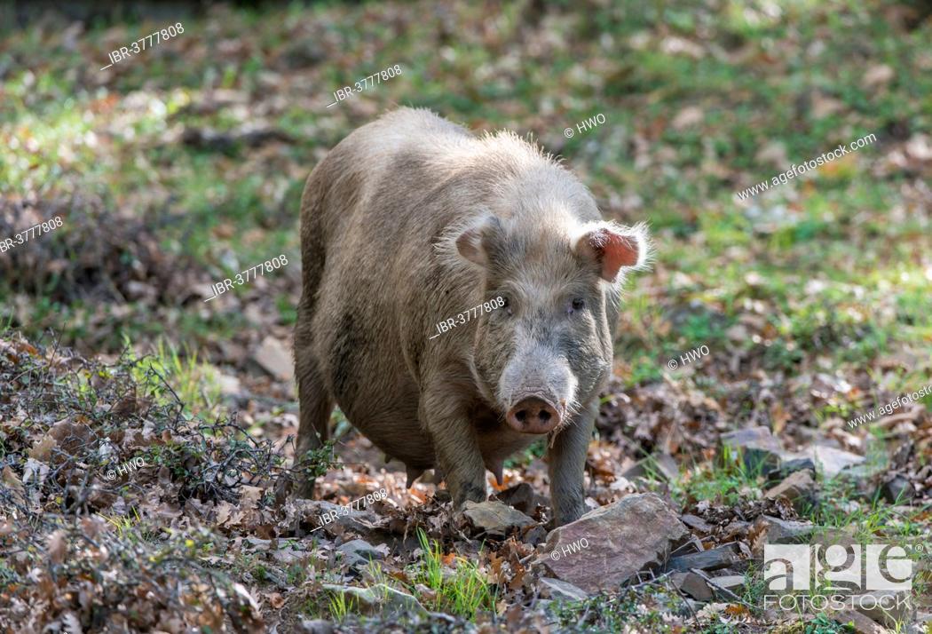 Feral pig, Nebrodi National Park, Sicily, Italy, Stock Photo, Picture And  Rights Managed Image. Pic. IBR-3777808 | agefotostock