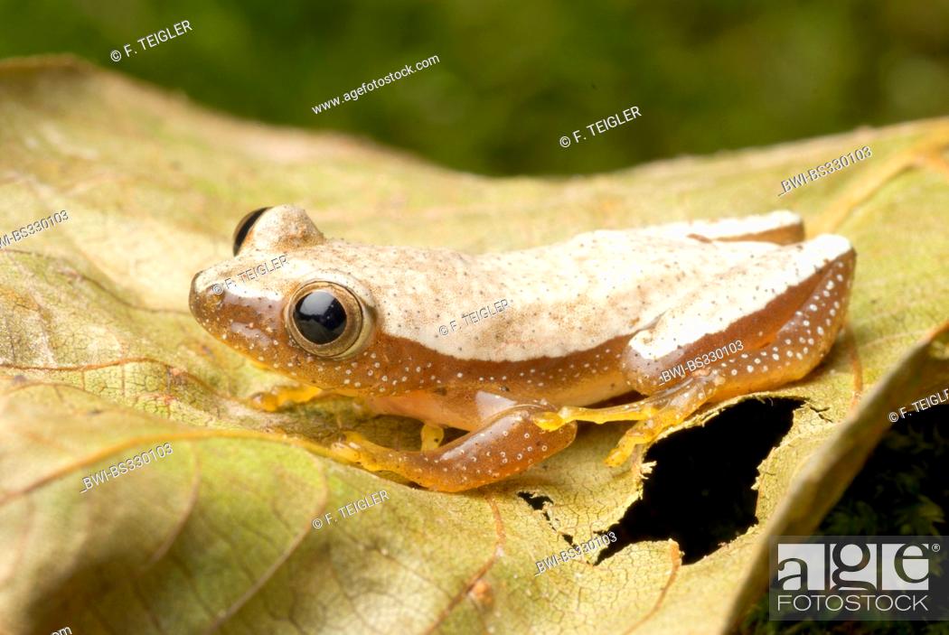 Stock Photo: Fornasini's Spiny Reed Frog (Afrixalus fornasini), on a leaf.