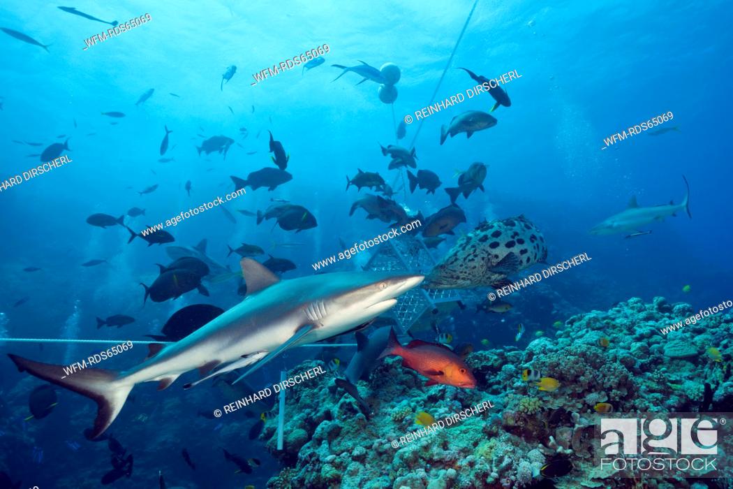 Stock Photo: Grey Reef Shark during feeding frenzy, Carcharhinus amblyrhynchos, Osprey Reef, Coral Sea, Australia.