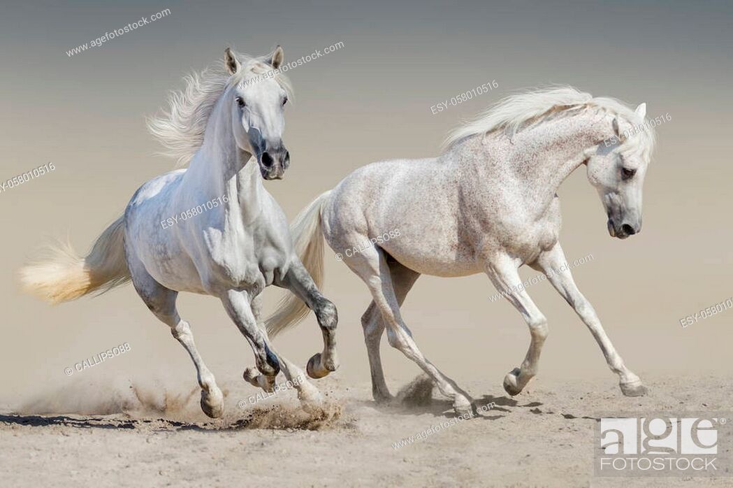 Stock Photo: Horses run free in desert dust.