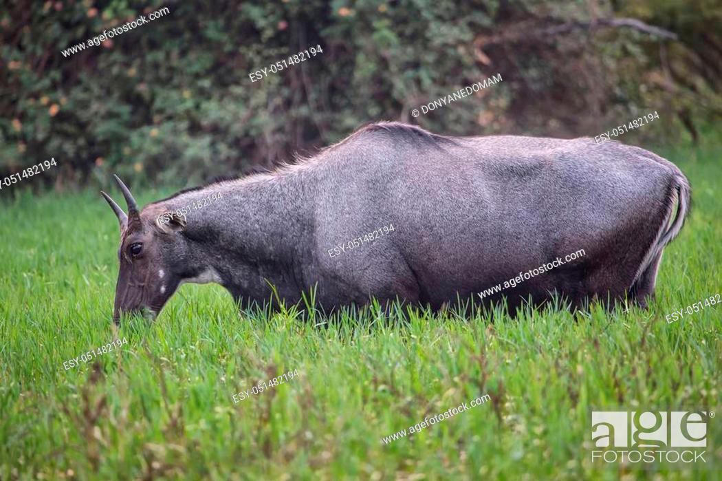 Nilgai (Boselaphus tragocamelus) feeding in Keoladeo Ghana National Park,  Bharatpur, India, Stock Photo, Photo et Image Low Budget Royalty Free.  Photo ESY-051482194 | agefotostock