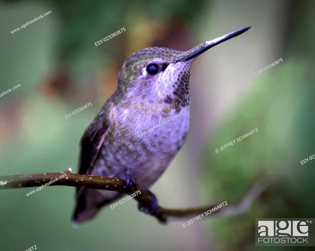 Stock Photo: An Anna's hummingbird in Northern California, USA.