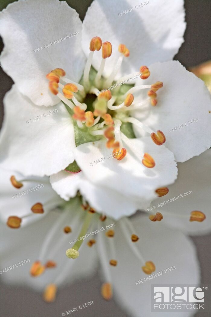 Stock Photo: Apricot Blossom / Aprikosenblüte.