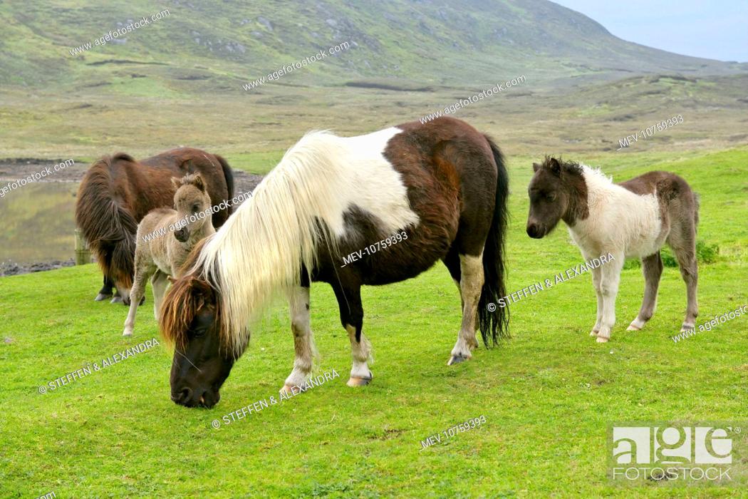 Stock Photo: Piebald Shetland Pony - herd with mares and foals on pasture.
