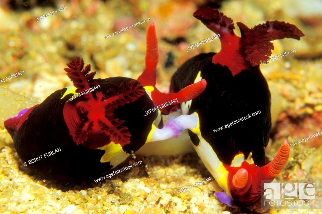 Stock Photo: Mating Neon Slugs, Nembrotha sp., Puerto Galera, Mindoro Island, Philippines.