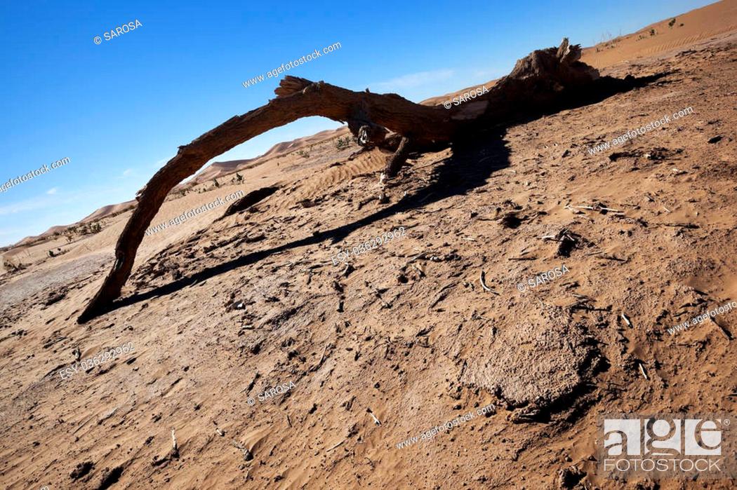 Stock Photo: Dead Tamarisk tree branch in the Sahara desert with sand dunes.