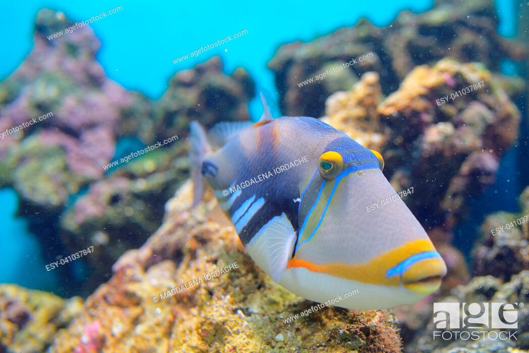 Stock Photo: Lagoon triggerfish Coral reef Clown triggerfish.