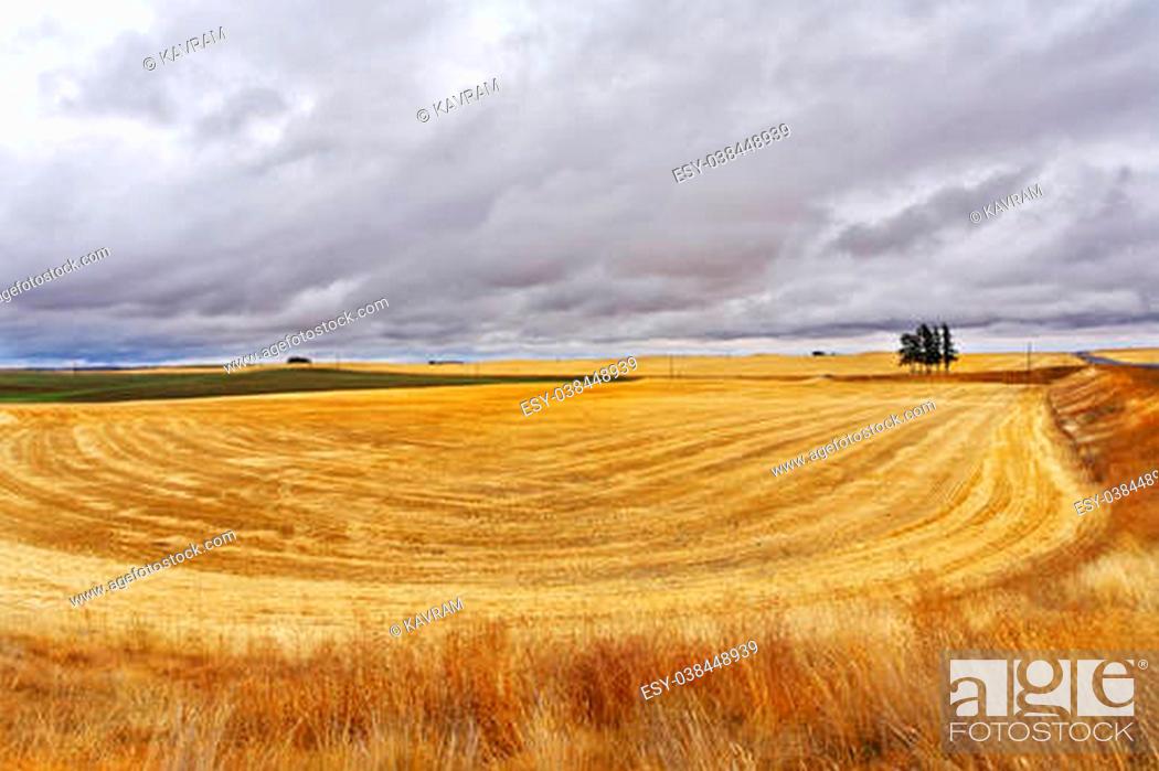 Stock Photo: Some trees in fields after a harvest. Soon there will be a thunder-storm.