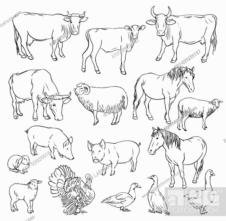 farm animals. set of vector sketches on a white background, Stock Vector,  Vector And Low Budget Royalty Free Image. Pic. ESY-029259187 | agefotostock