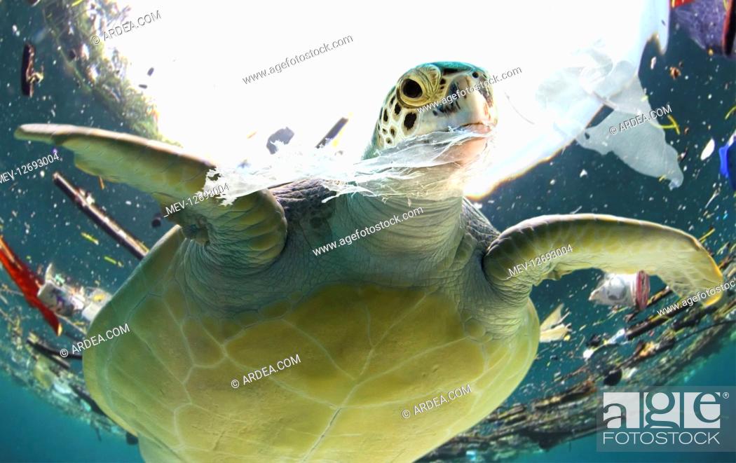 Sea turtle eating plastic bag. Plastic bags and other plastic garbage are  often ingested by marine..., Stock Photo, Picture And Rights Managed Image.  Pic. MEV-12693004 | agefotostock