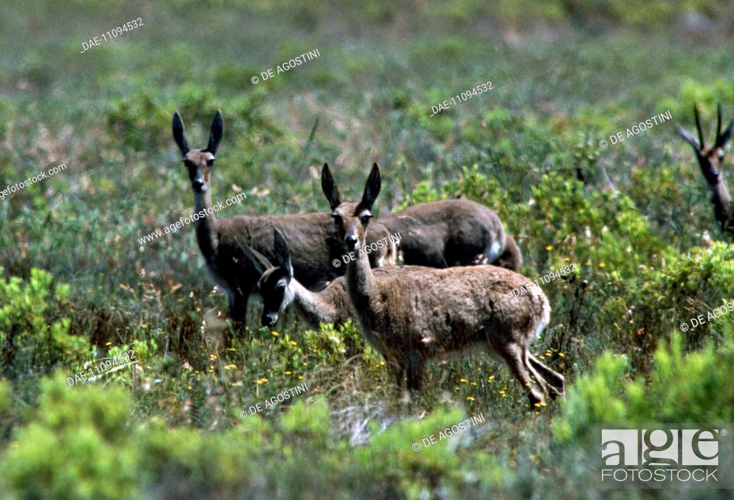 Grey Rhebok (Pelea capreolus), Bontebok National Park, South Africa, Stock  Photo, Picture And Rights Managed Image. Pic. DAE-11094532 | agefotostock