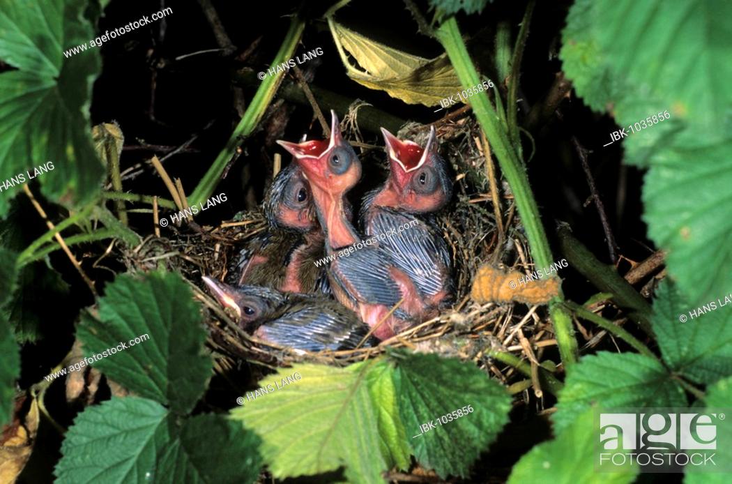 Blackcap (Sylvia atricapilla), chicks begging for food in their nest, Stock  Photo, Picture And Royalty Free Image. Pic. IBK-1035856 | agefotostock