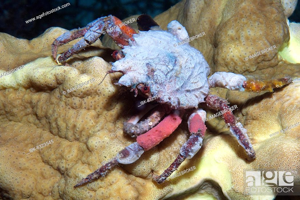 Crab Sponge Decorator Hyastenus