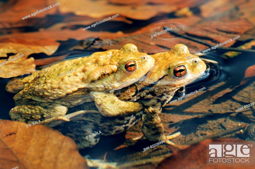 Photo de stock: European common toad (Bufo bufo), couple, amplexus in shallow water, Germany.
