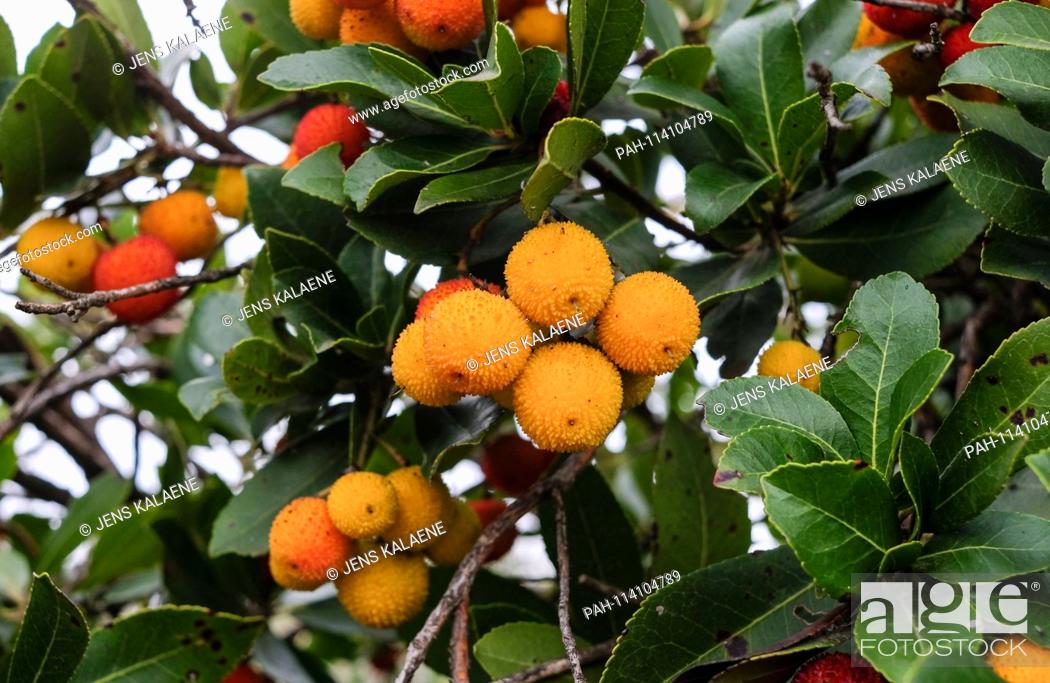 Imagen: 14.12.2018, Turkey, Izmir: fruits hang on the western strawberry tree (Arbutus unedo) from the heather family. The strawberry tree is an evergreen shrub.