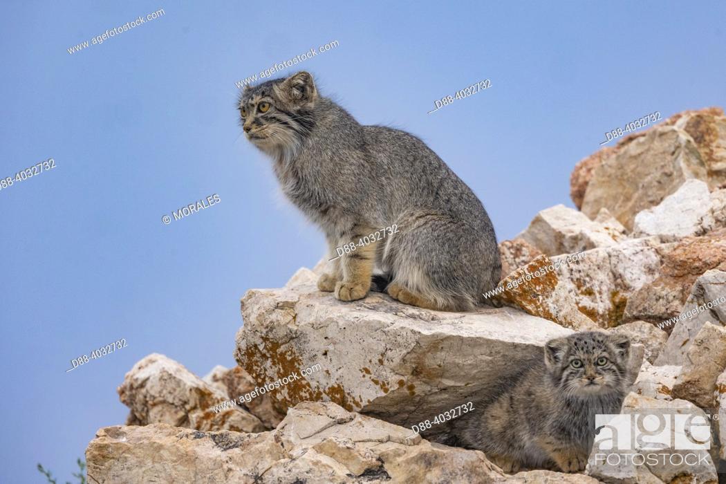 Imagen: Asia, Mongolia, East Mongolia, Steppe area, Pallas's cat (Otocolobus manul), Den, Babies with thee mother.