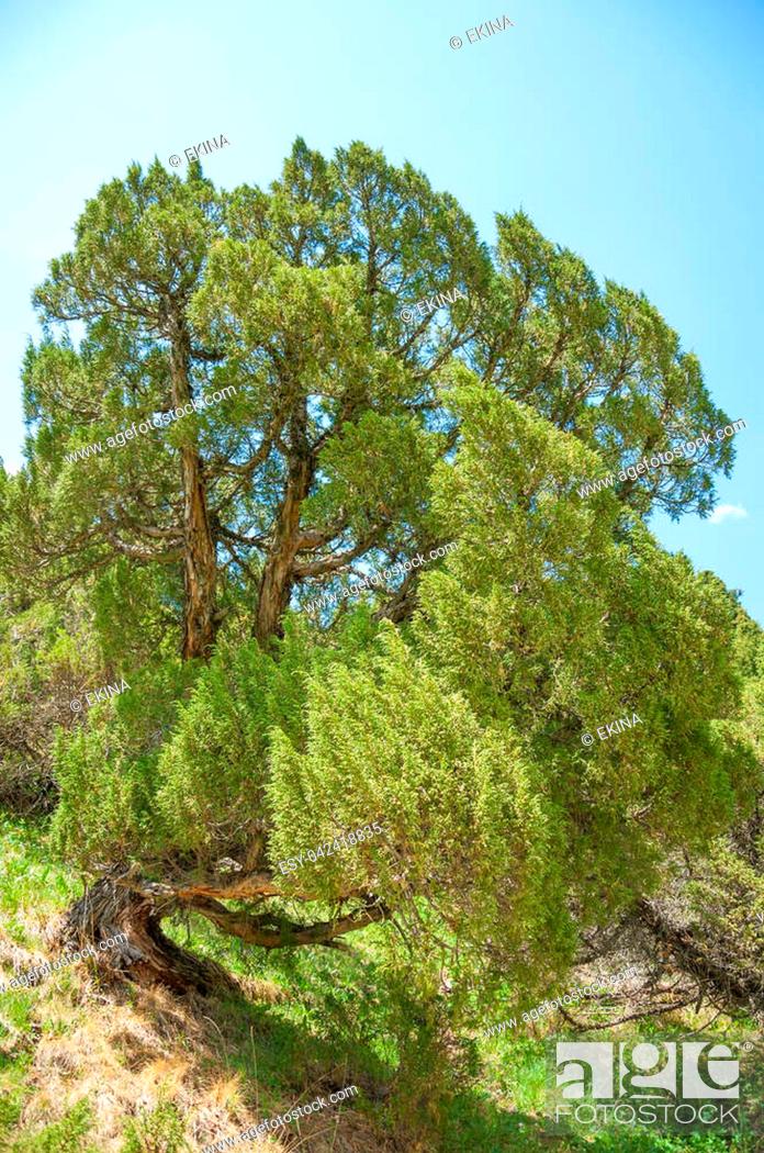 Stock Photo: thuja.Tan Shan Mountains . a North American and eastern Asian evergreen coniferous tree of a genus that includes the arbor vitaes.