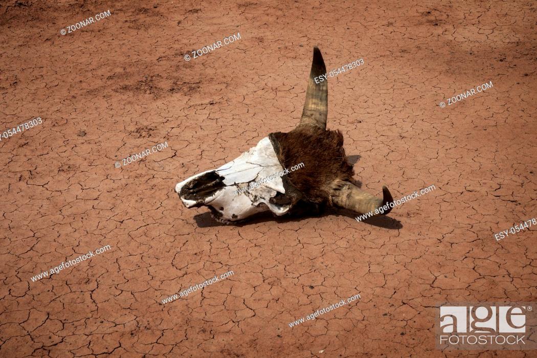 Stock Photo: Cow skull on dry cracked soil during drought, death concept.