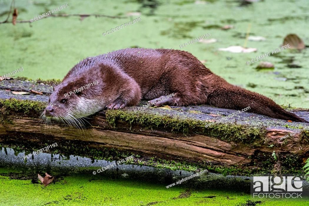 Stock Photo: European River Otter (Lutra lutra) scent-marking log over pond by crawling on its belly and chin rubbing, thus spreading odour from glands.
