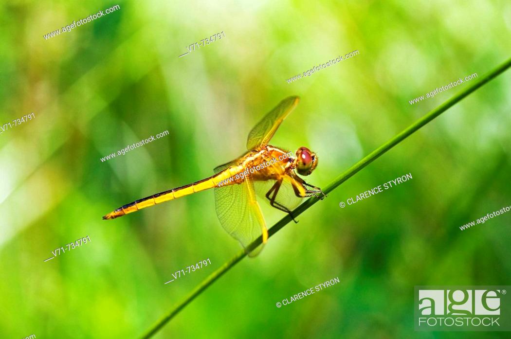 Stock Photo: Blue Dasher Dragonfly, Pachydiplax longipennis, environment.