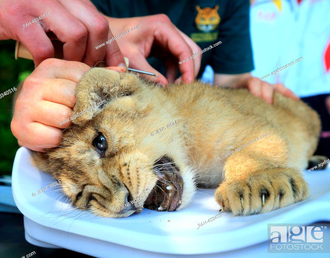 Stock Photo: An Asian lion puppy is checked by a veterinarian in the zoological garden in Magdeburg, Germany, 19 June 2013. He checked it together with two other puppies who.