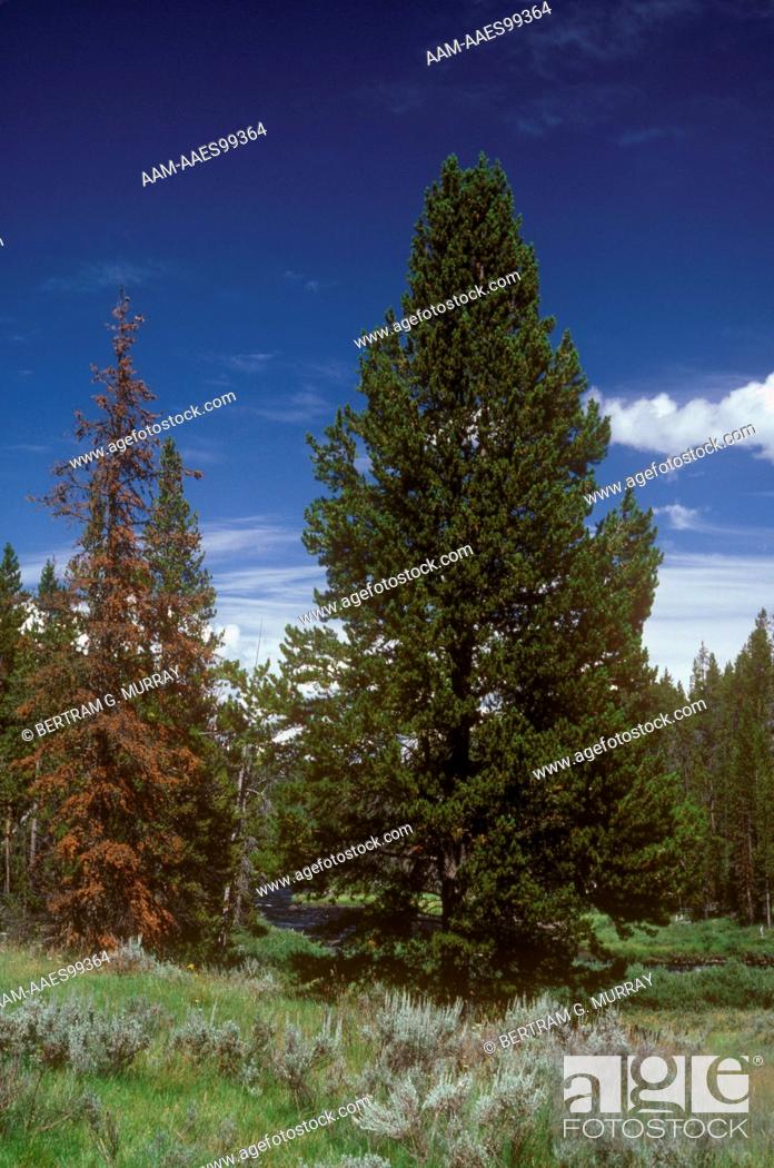 Stock Photo: Lodgepole Pine (Pinus contorta) Yellowstone NP, WY.