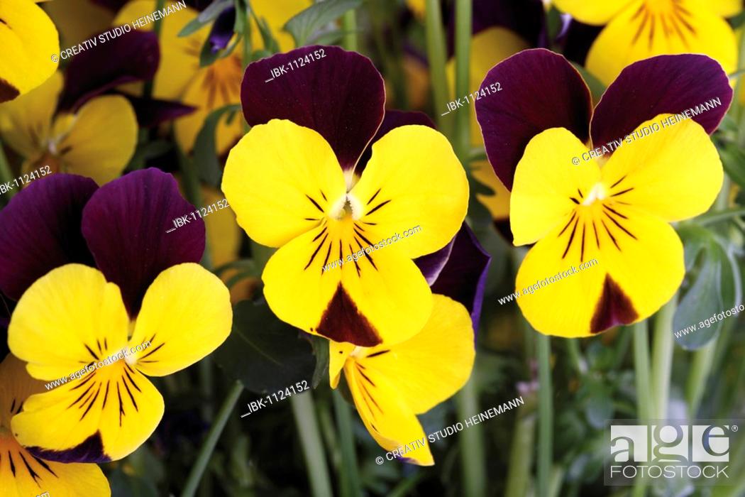 Stock Photo: Horned Pansy, Horned Violet, Johnny-Jump-Up (Viola cornuta), violet, yellow.