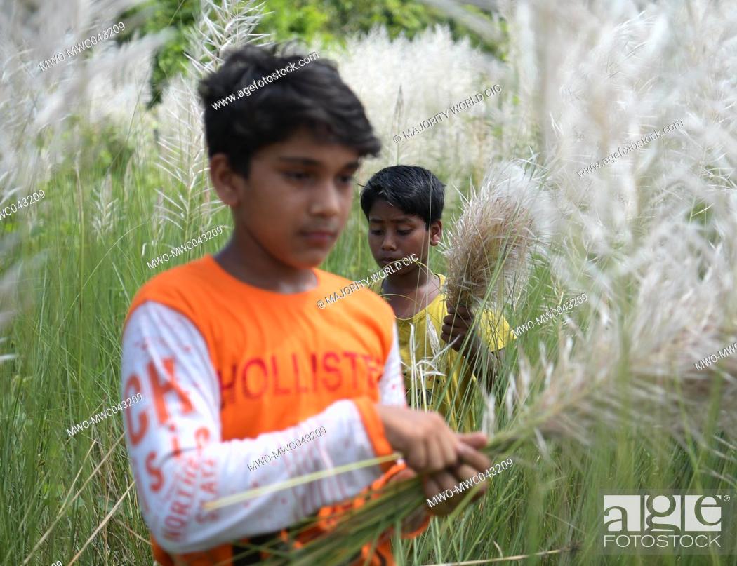 Children collect kash phool, also known as Kans Grass, which bloom in  autumn, Stock Photo, Picture And Rights Managed Image. Pic. MWO-MWC043209 |  agefotostock