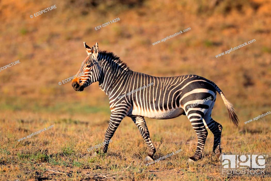 Cape Mountain Zebra (Equus zebra) in natural habitat, Mountain Zebra  National Park, South Africa, Stock Photo, Picture And Low Budget Royalty  Free Image. Pic. ESY-029114226 | agefotostock
