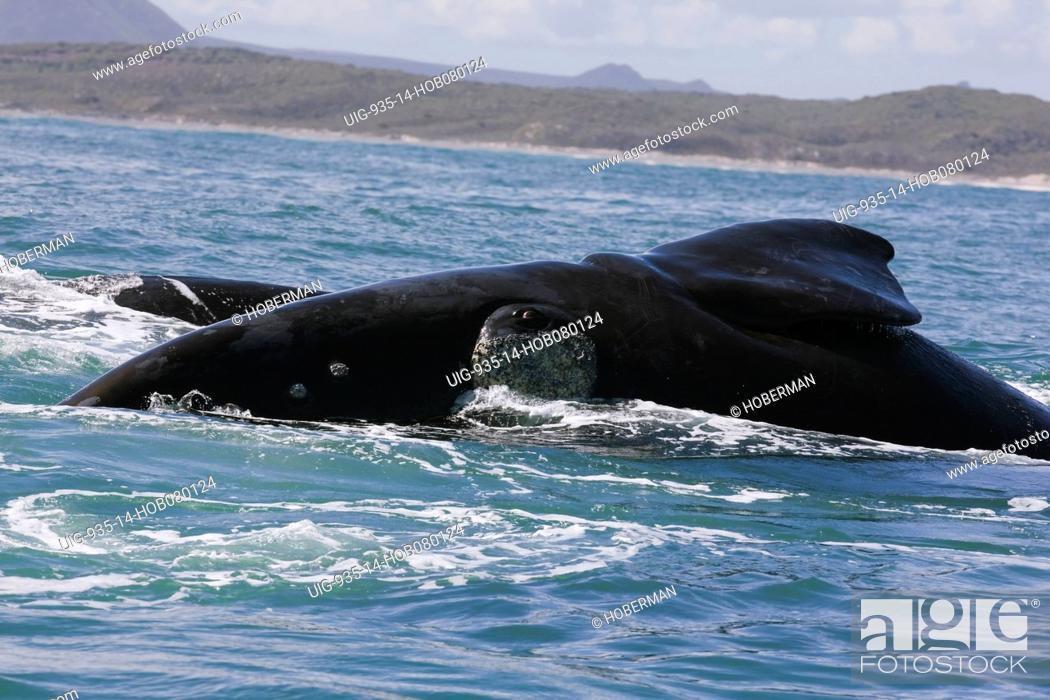 Stock Photo: Southern right whale, near Gansbaai, Western Cape.