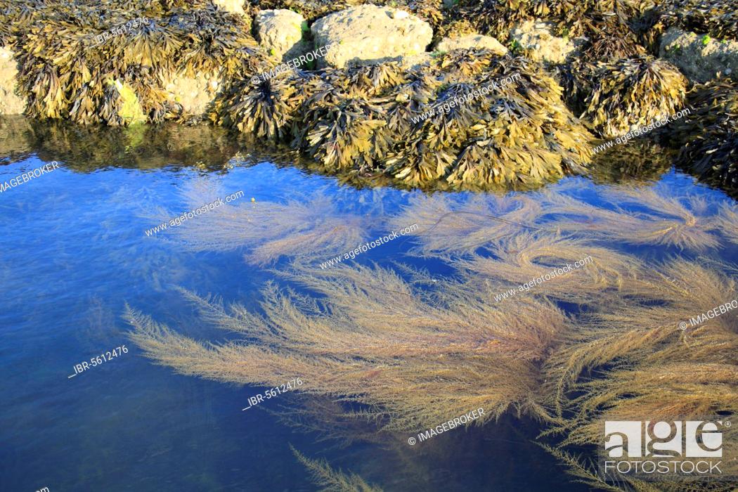 Stock Photo: Japanese japanese wireweed (Sargassum muticum) introduced invasive species, fronds growing in a rock pool at low tide, with fronds of toothwort (Fucus serratus).