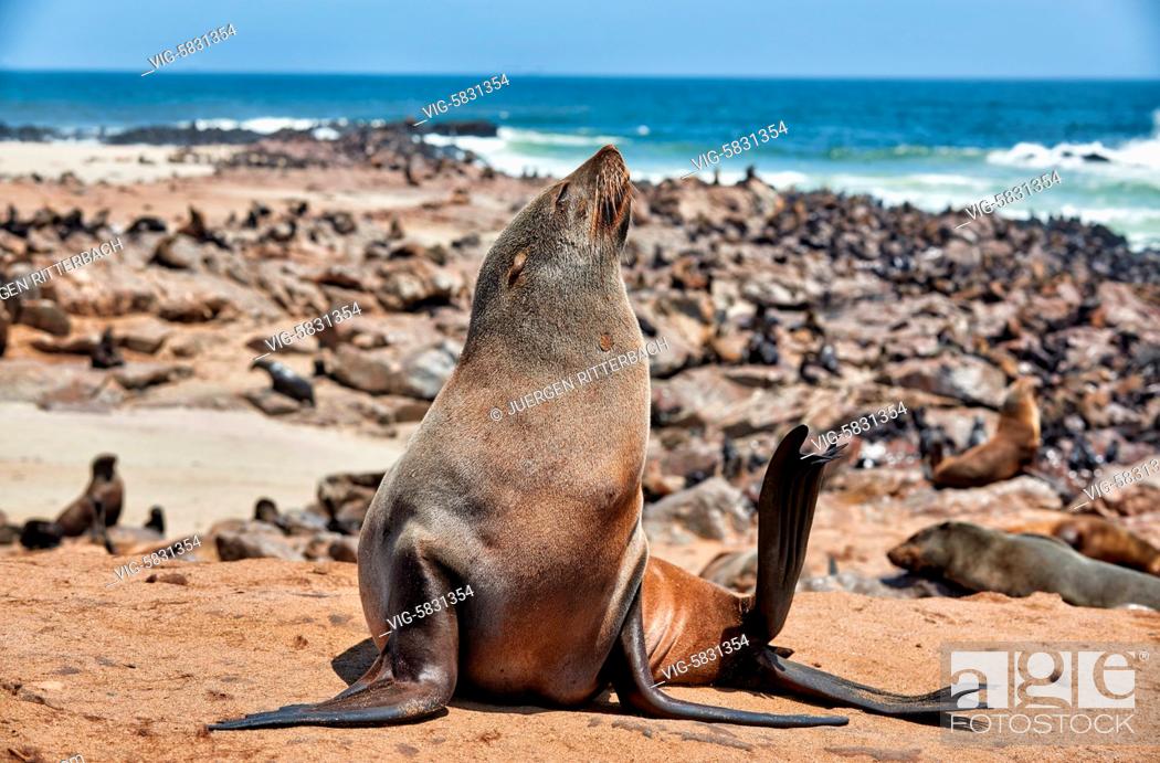 Stock Photo: colony of Brown fur seals, Arctocephalus pusillus, Cape Cross on the Skeleton Coast of Namibia, Africa - Skeleton Coast, Namibia, 28/02/2017.