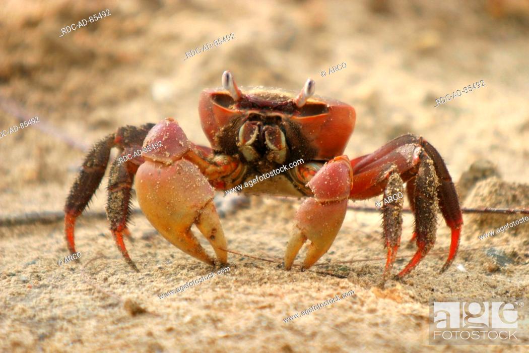 Indbildsk dagbog Ritual Red Clawed Crab Sesarma bidens freistellbar, Stock Photo, Picture And  Rights Managed Image. Pic. RDC-AD-85492 | agefotostock