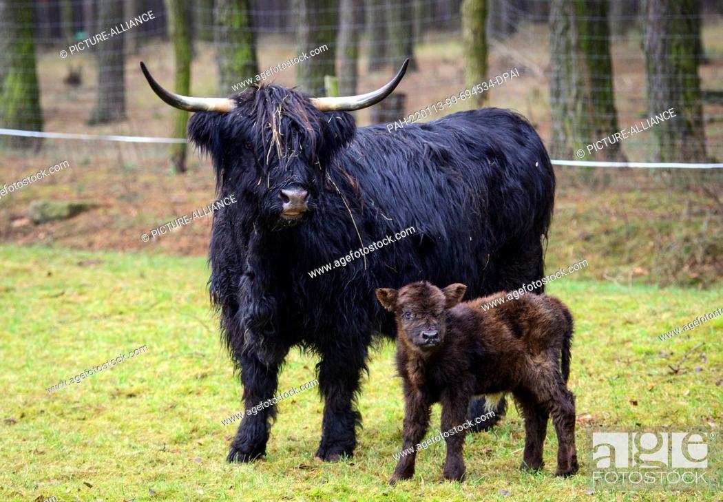 Stock Photo: 13 January 2022, Brandenburg, Baruth: A few days old Highland calf stands next to its mother Berta in the Johannismühle Game Park.