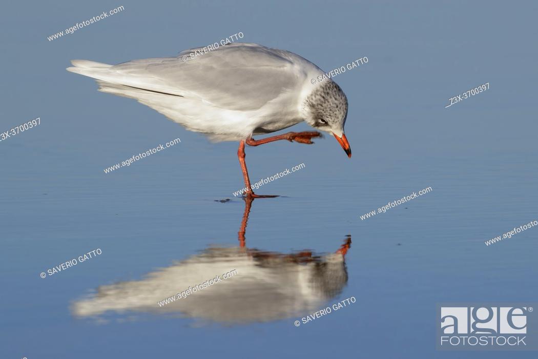 Stock Photo: Mediterranean Gull (Ichthyaetus melanocephalus), side view of an adult in winter plumage scratching its head, Campania, Italy.