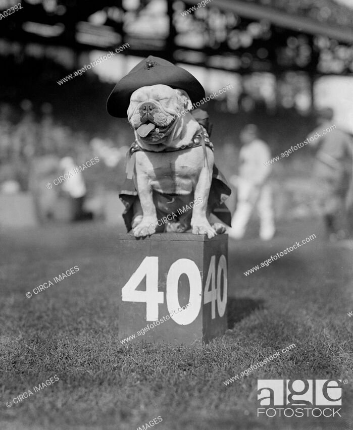 Stock Photo: U.S. Marines Football Team Mascot on 40-Yard Marker, National Photo Company, October 1923.