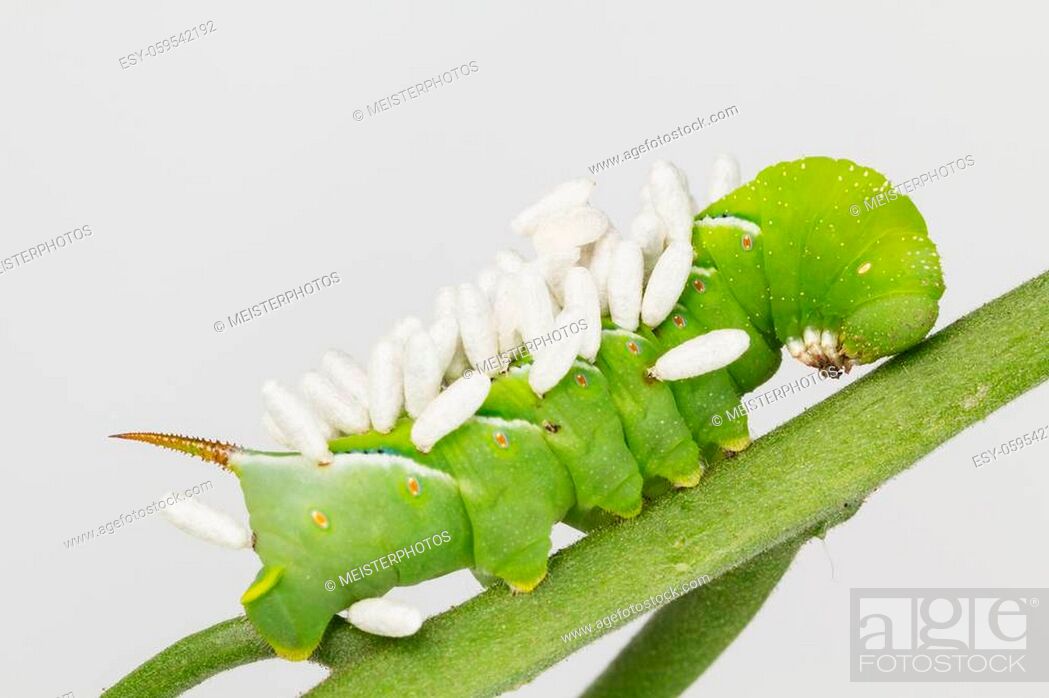 Stock Photo: Close up of tobacco hornworm infested with braconid wasp parasite.