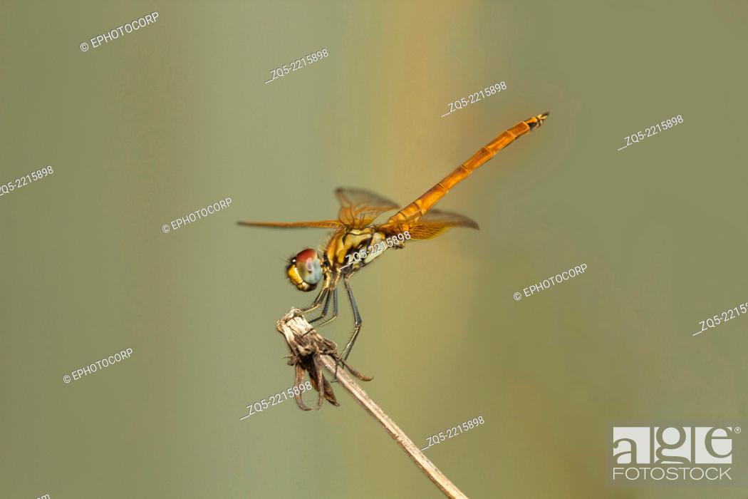 Dragonfly resting at night on twig, Neyyar Wildlife Sanctuary, Kerala,  Stock Photo, Picture And Rights Managed Image. Pic. ZQ5-2215898 |  agefotostock